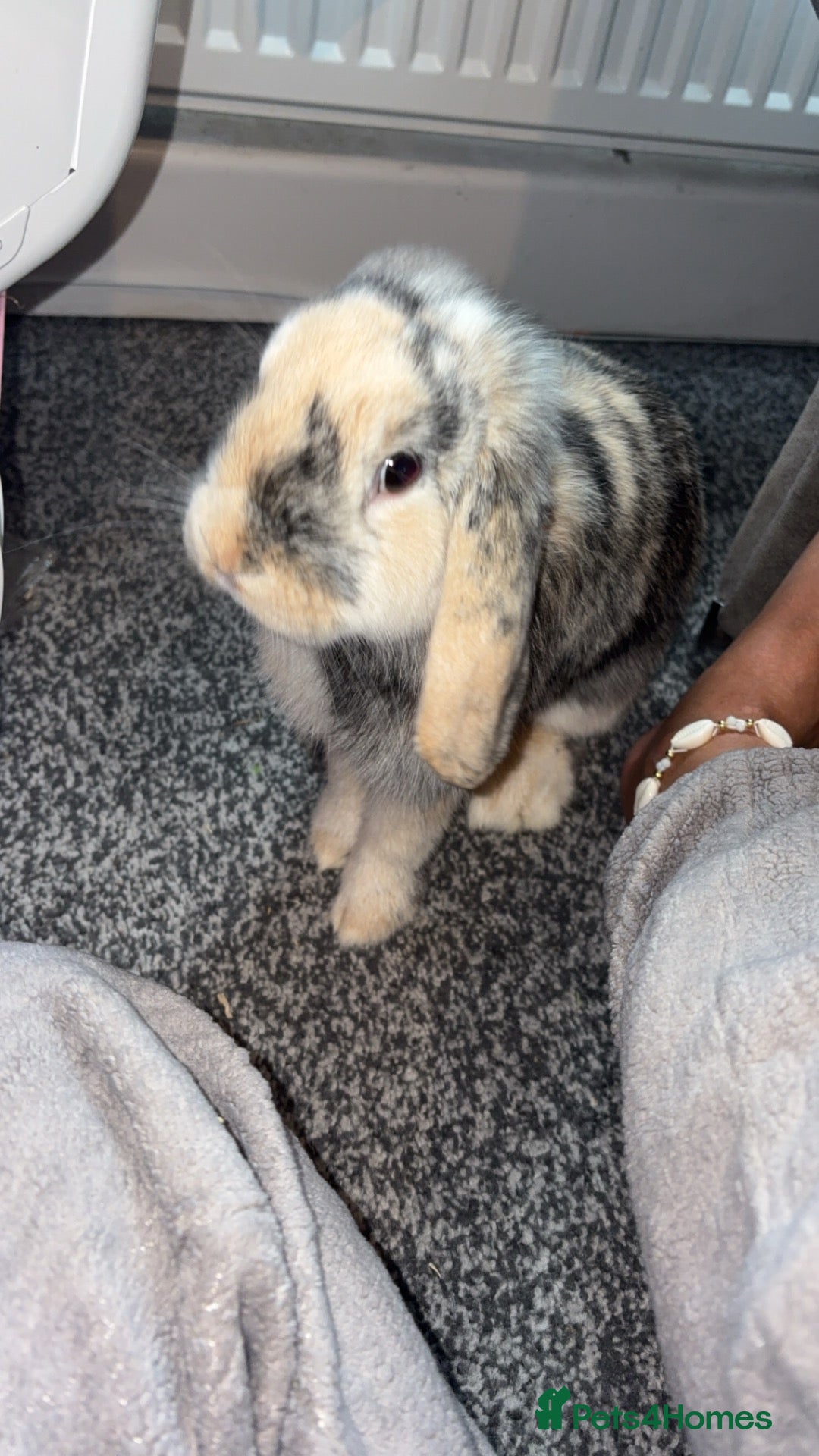 Tan rabbits Rabbit - Advert 6