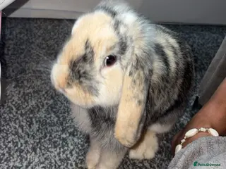 Tan rabbits Rabbit - Advert 6
