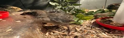 Quail poultry for sale: Progressive Pied & Designer Coturnix Quail Chicks - Advert 5