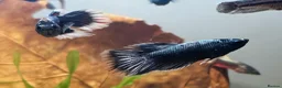 Bettas fish for sale: Bettas (Rare) - Advert 4