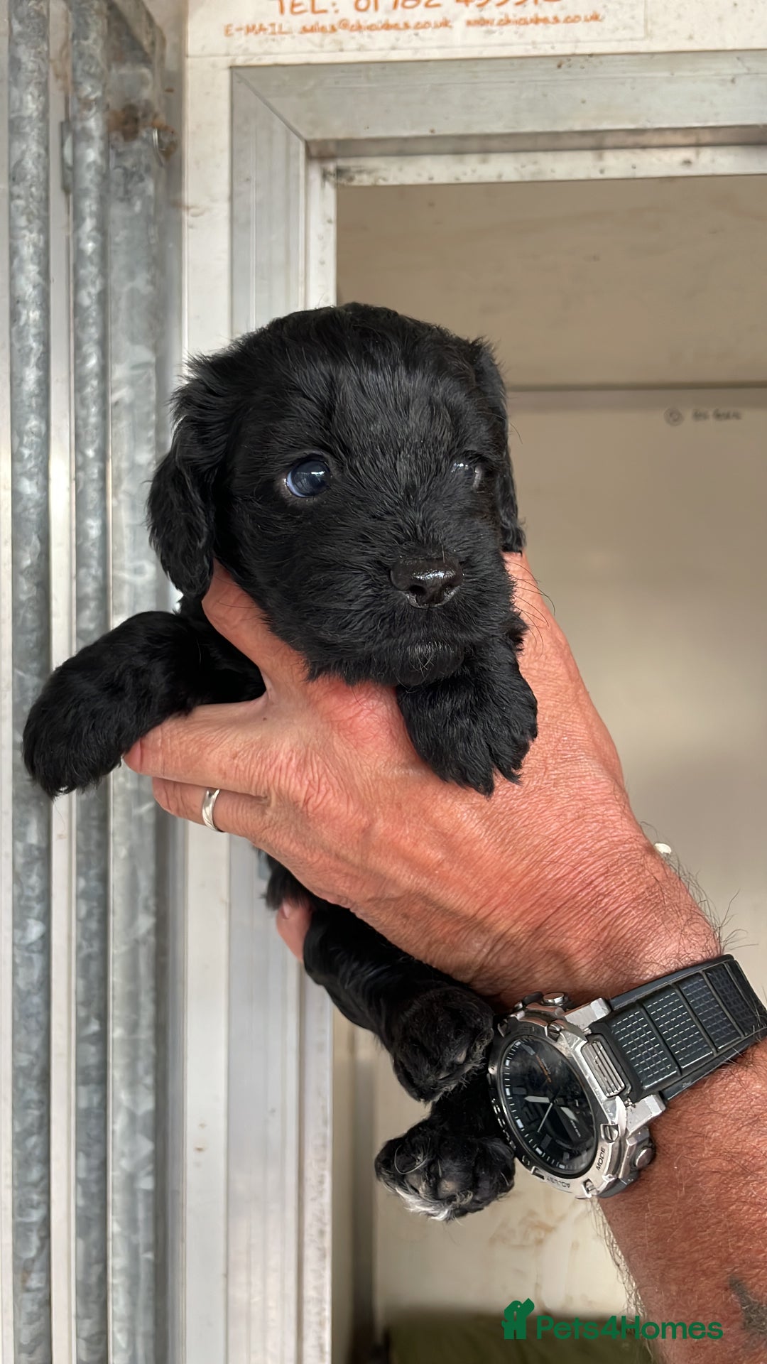 Cockapoo dogs for sale: Stunning DNA Health tested Cockapoos puppies - Image 4