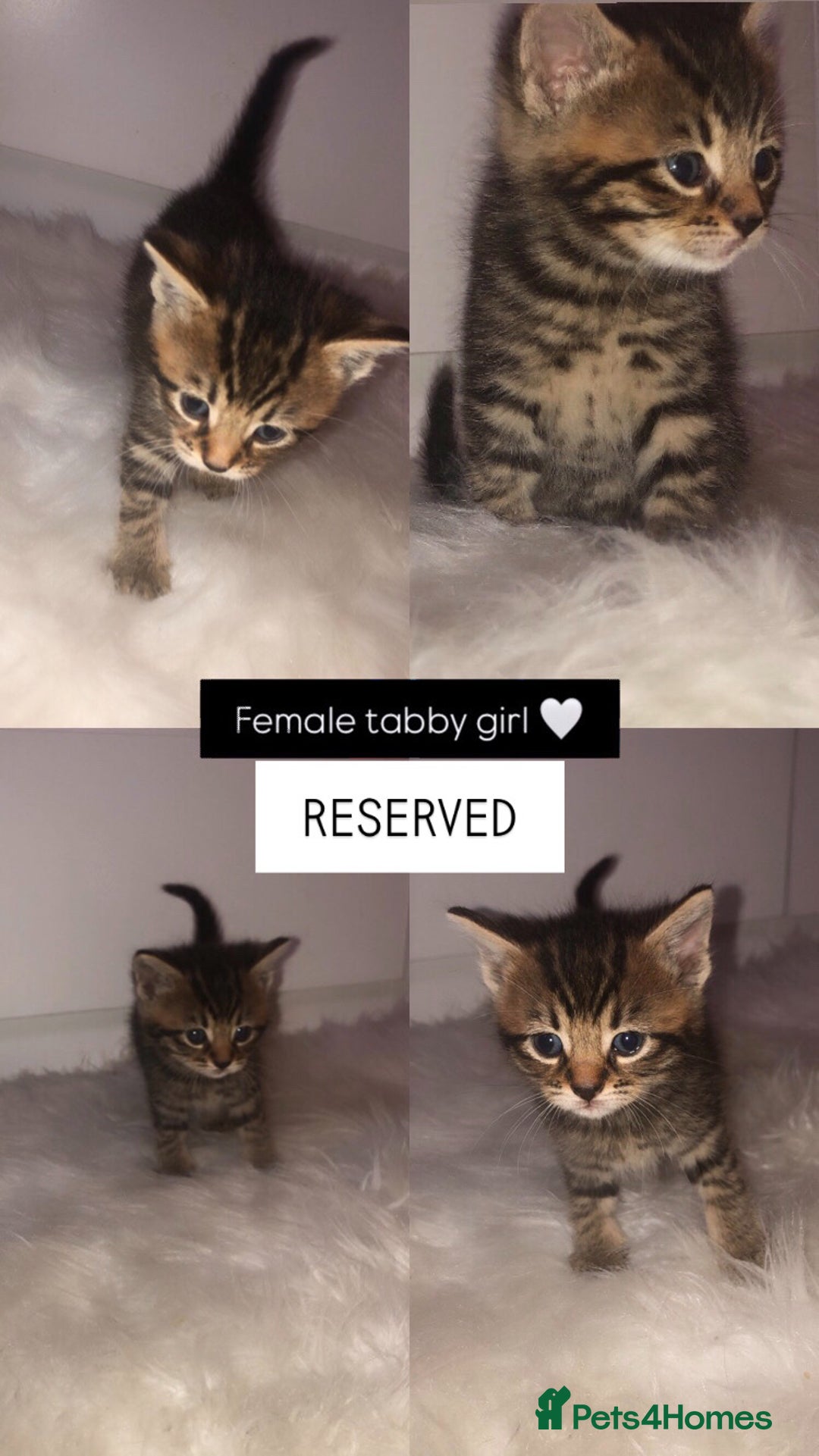 Mixed Breed cats for sale: 3 BABY KITTENS LEFT 🩷🩷🩵 - Image 4
