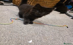 British Longhair cats for sale: 7 kittens boys and girls. British longhair cross  - Image 40