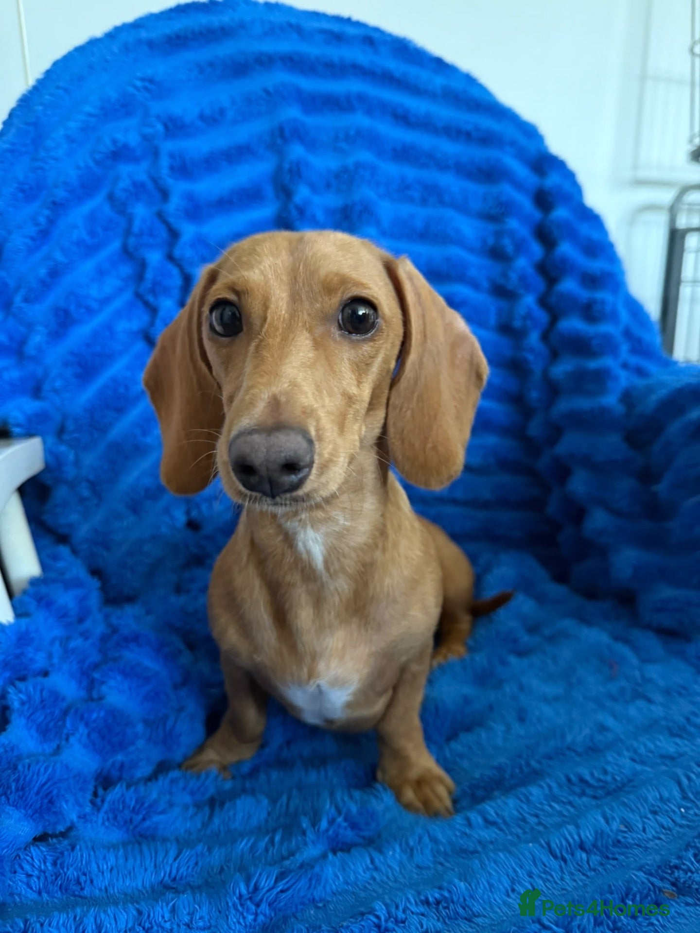 Miniature Dachshund dogs for sale: Mini dachshund  - Advert 7