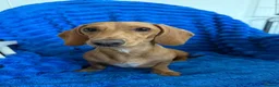 Miniature Dachshund dogs for sale: Mini dachshund  - Advert 1