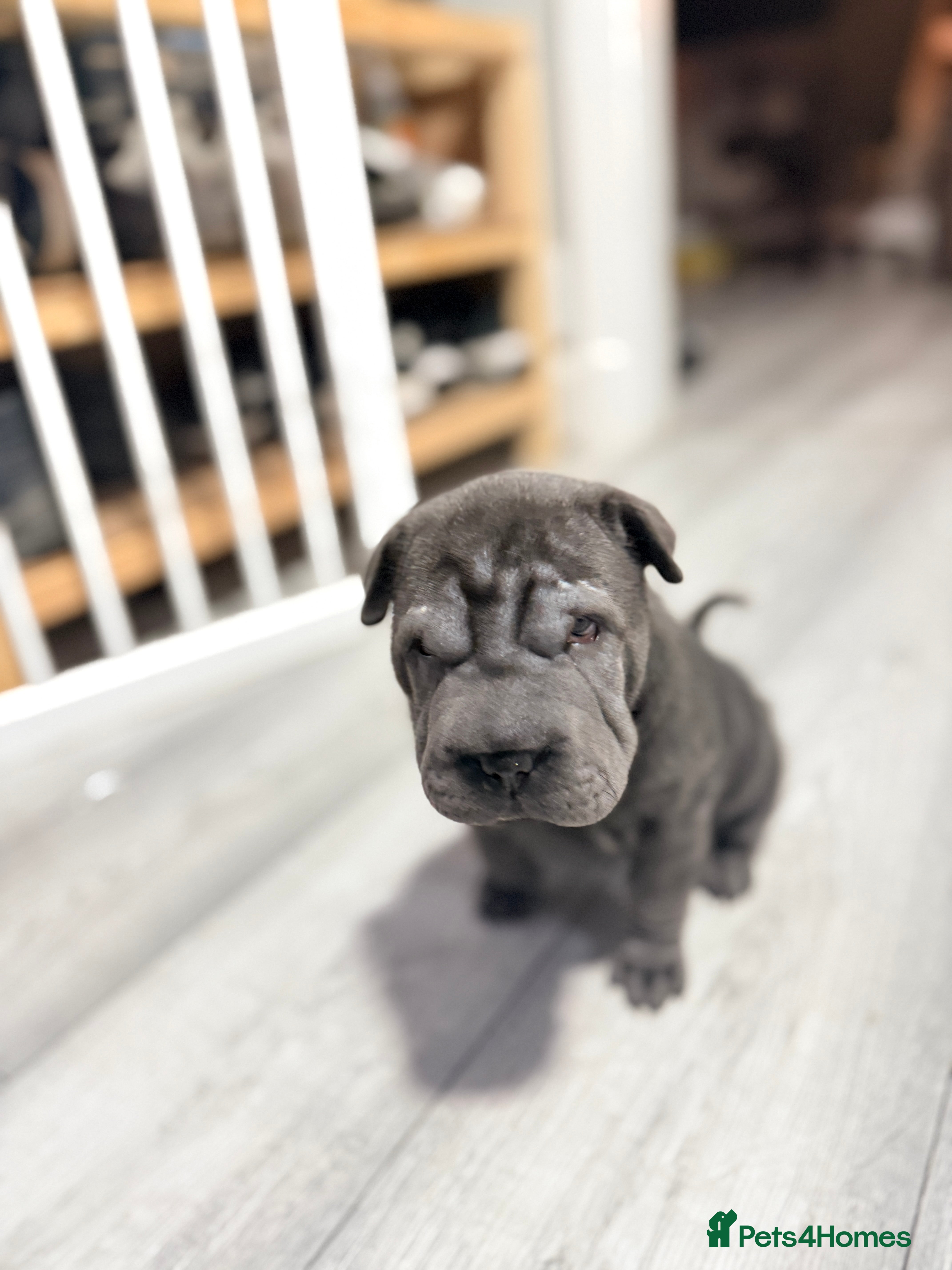 Mixed Breed dogs Beautiful cocker-Pei puppies - Advert 1
