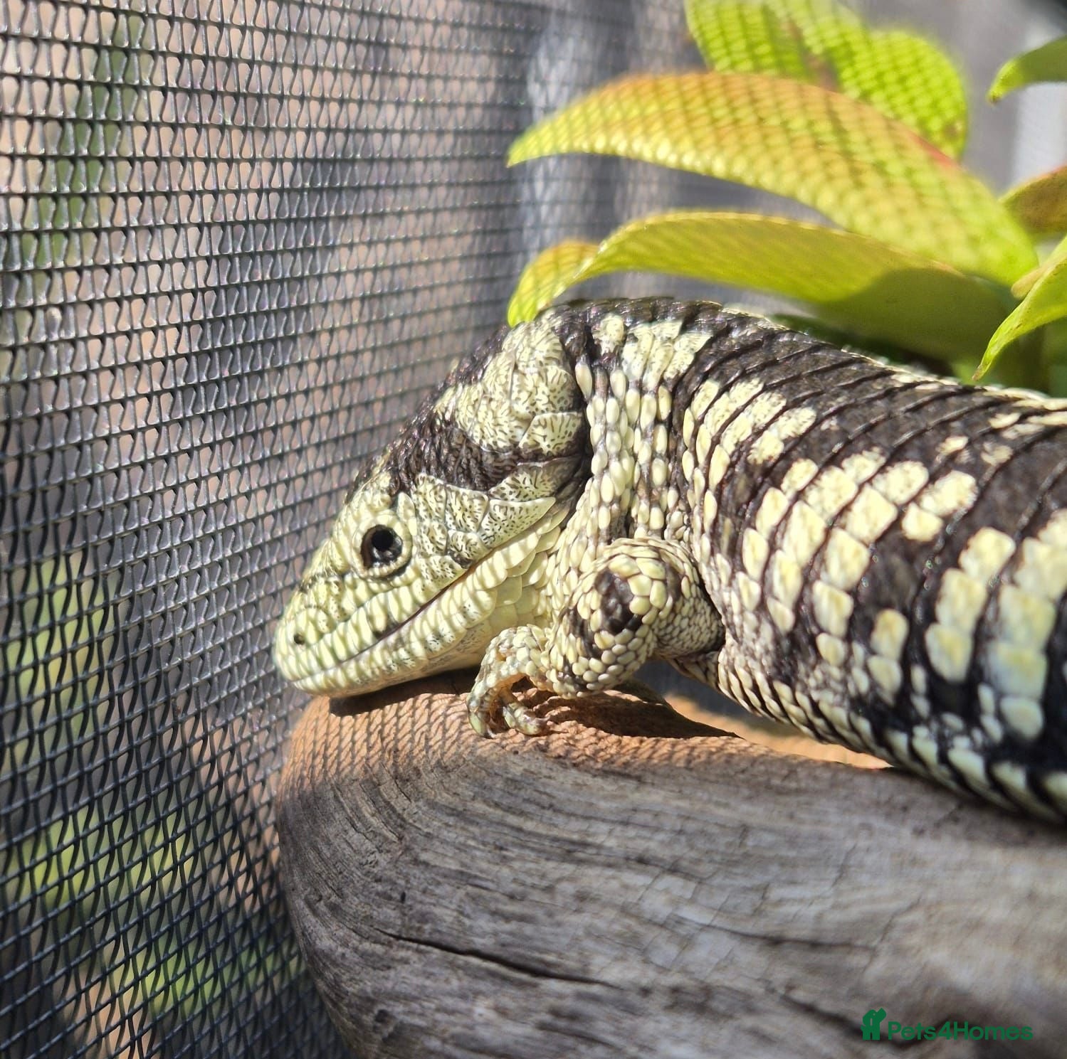 Lizard reptiles Proven male Abronia taeniata  - Advert 15