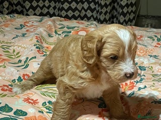 Mixed Breed dogs AUSTRALIAN LABRADOODLE PUPPIES - Advert 6
