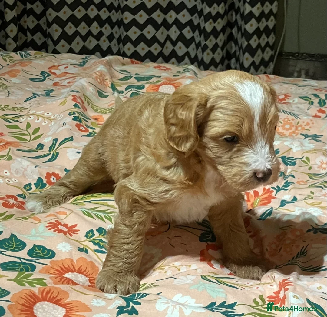 Mixed Breed dogs for sale: AUSTRALIAN LABRADOODLE PUPPIES READY NOW - Advert 12