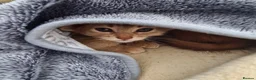 Abyssinian cats for sale: Beautiful pedigree tica abyssinian kittens - Advert 10