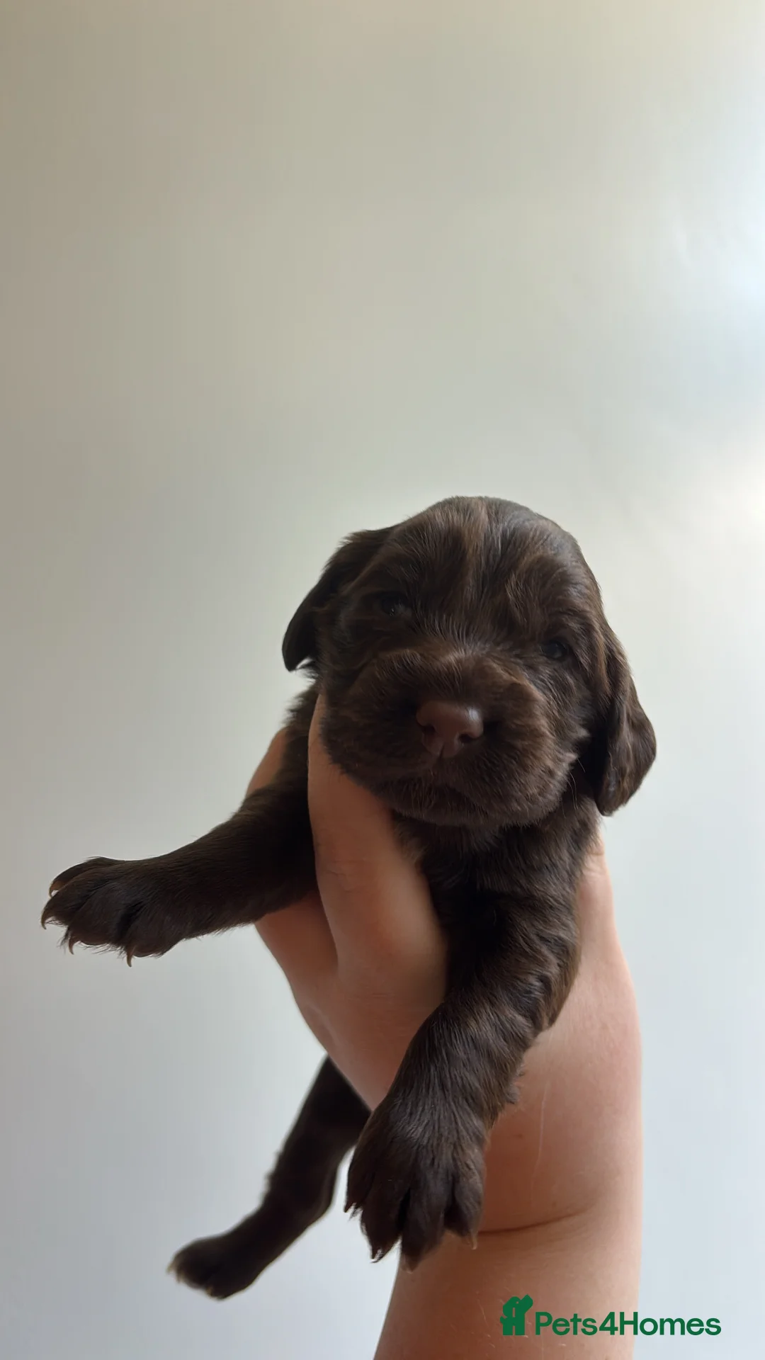 Cocker Spaniel dogs for sale: Working Cocker Spaniel Puppies - Advert 2