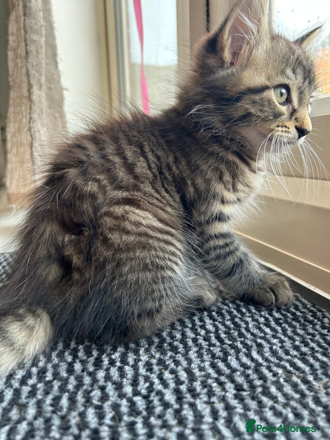 Mixed Breed cats for sale: Fluffy boy  - Image 2