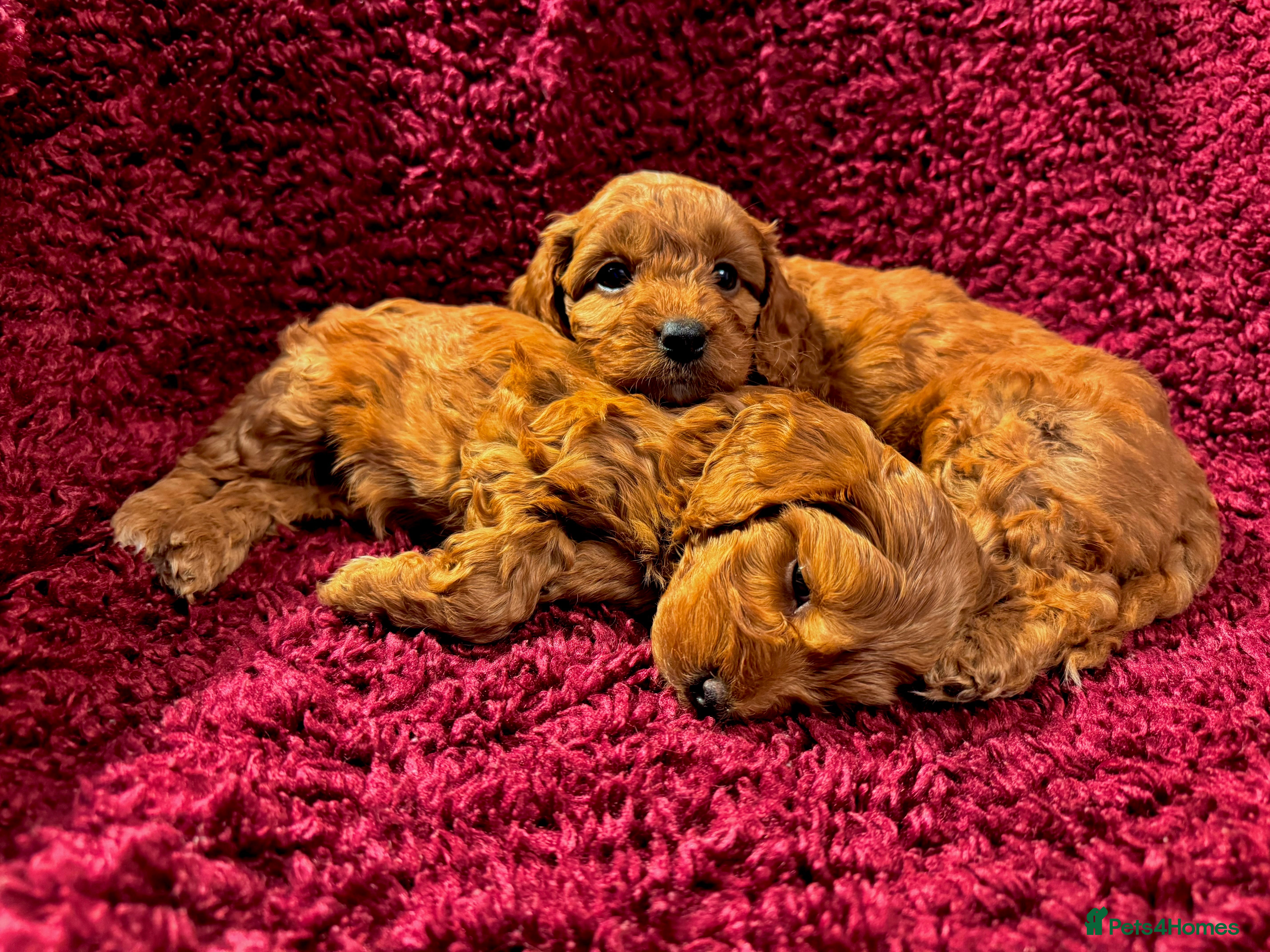 Cockapoo dogs ✨🐾 Last 2 Girls! Beautiful F1B Cockapoo Pups ✨🐾 - Advert 11