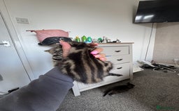 Mixed Breed cats for sale: 3 tabbie kittens looking for their forever homes - Image 11