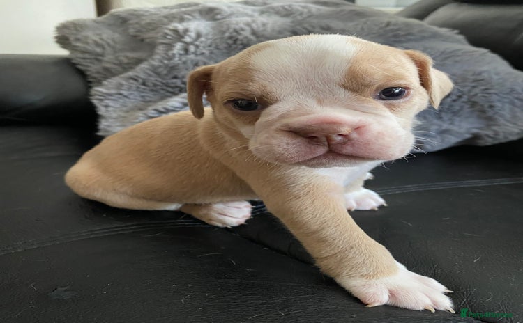 Mixed Breed dogs - Advert 1