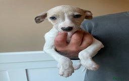 Whippet dogs for sale: Whippet pups  - Image 20