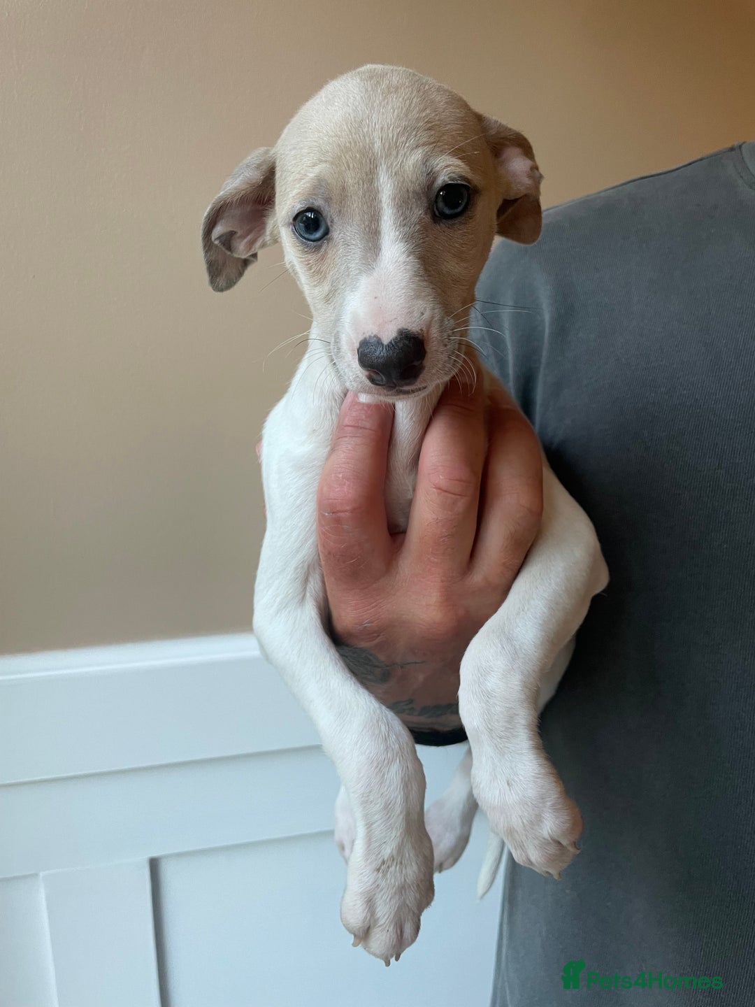 Whippet dogs for sale: Whippet pups  - Image 20