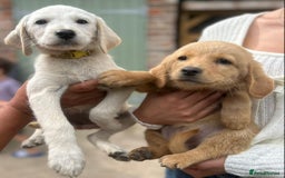 Labradoodle dogs for sale: Fox Red Labrador / Labradoodle X Puppies - Image 4