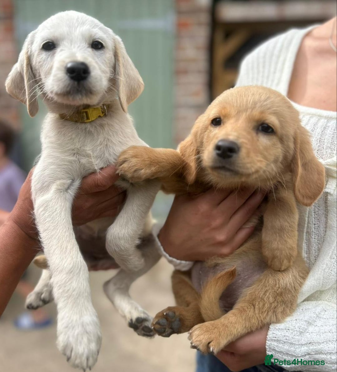 Labradoodle dogs for sale: Fox Red Labrador / Labradoodle X Puppies - Image 4