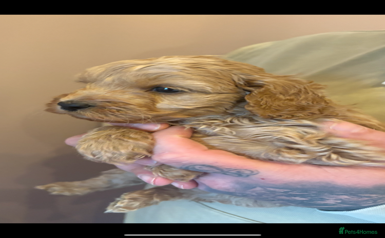 Cavapoo dogs - Advert 1