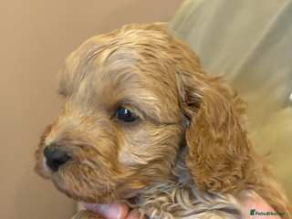 Cavapoo dogs - Advert 5