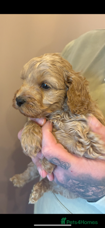 Cavapoo dogs - Advert 1