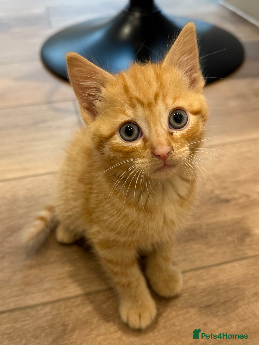 Mixed Breed cats for sale: Ready now! 6 beautiful kittens - Advert 4