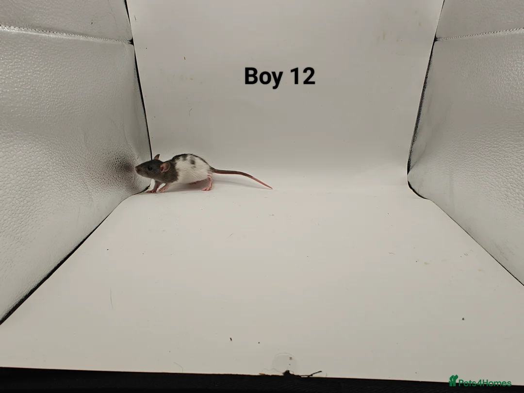 Rat rodents for sale: DEC: 24 Rats (3 Rats: 3 Boys Left) - Advert 13