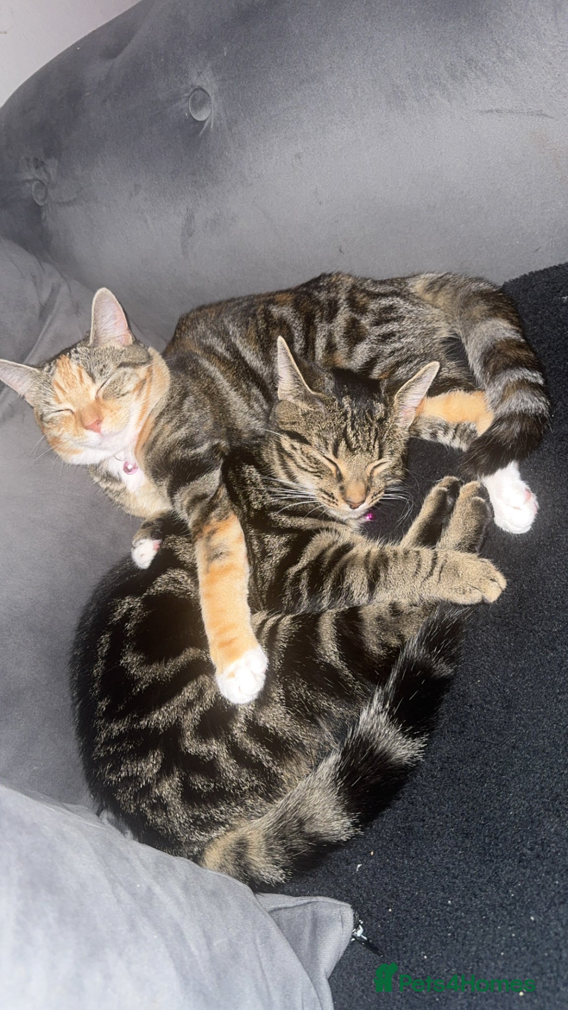 Domestic Shorthair cats 2 sister cats - Advert 3