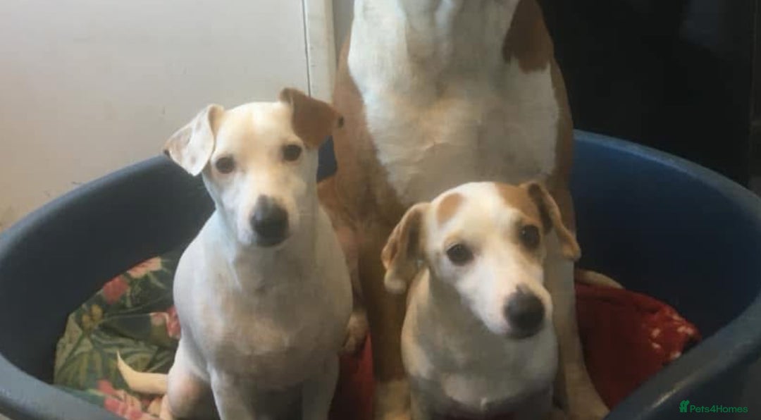 Jack Russell dogs for sale: Jacks need rehoming together  - Advert 3