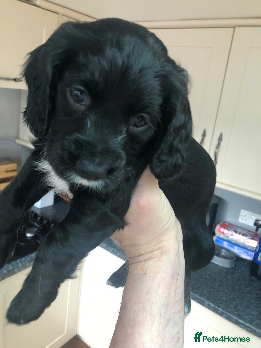 Cocker Spaniel dogs for sale: Cocker spaniel puppy’s  - Advert 2