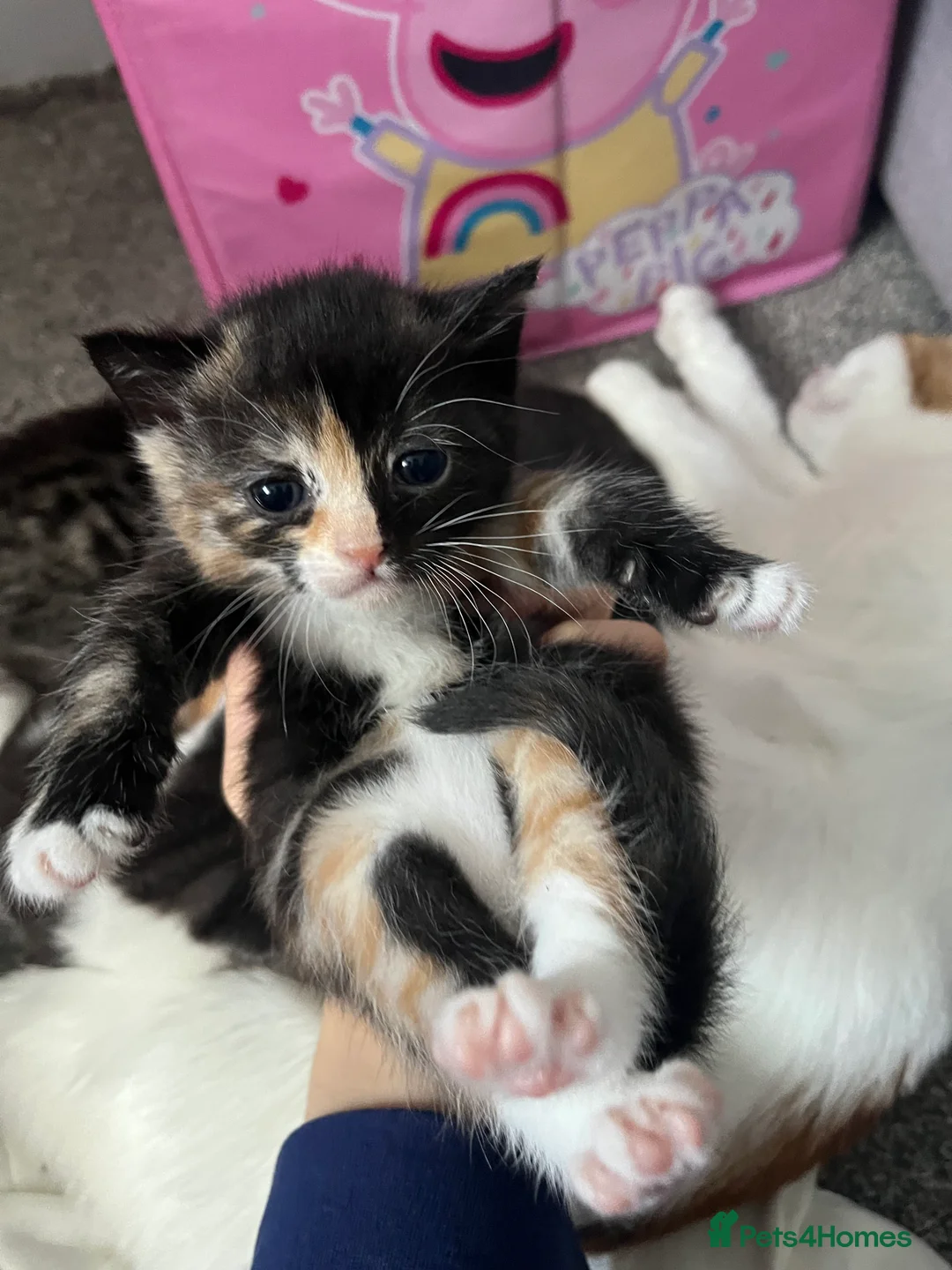 Domestic Shorthair cats for sale: Kittens for sale in Manchester - Advert 3