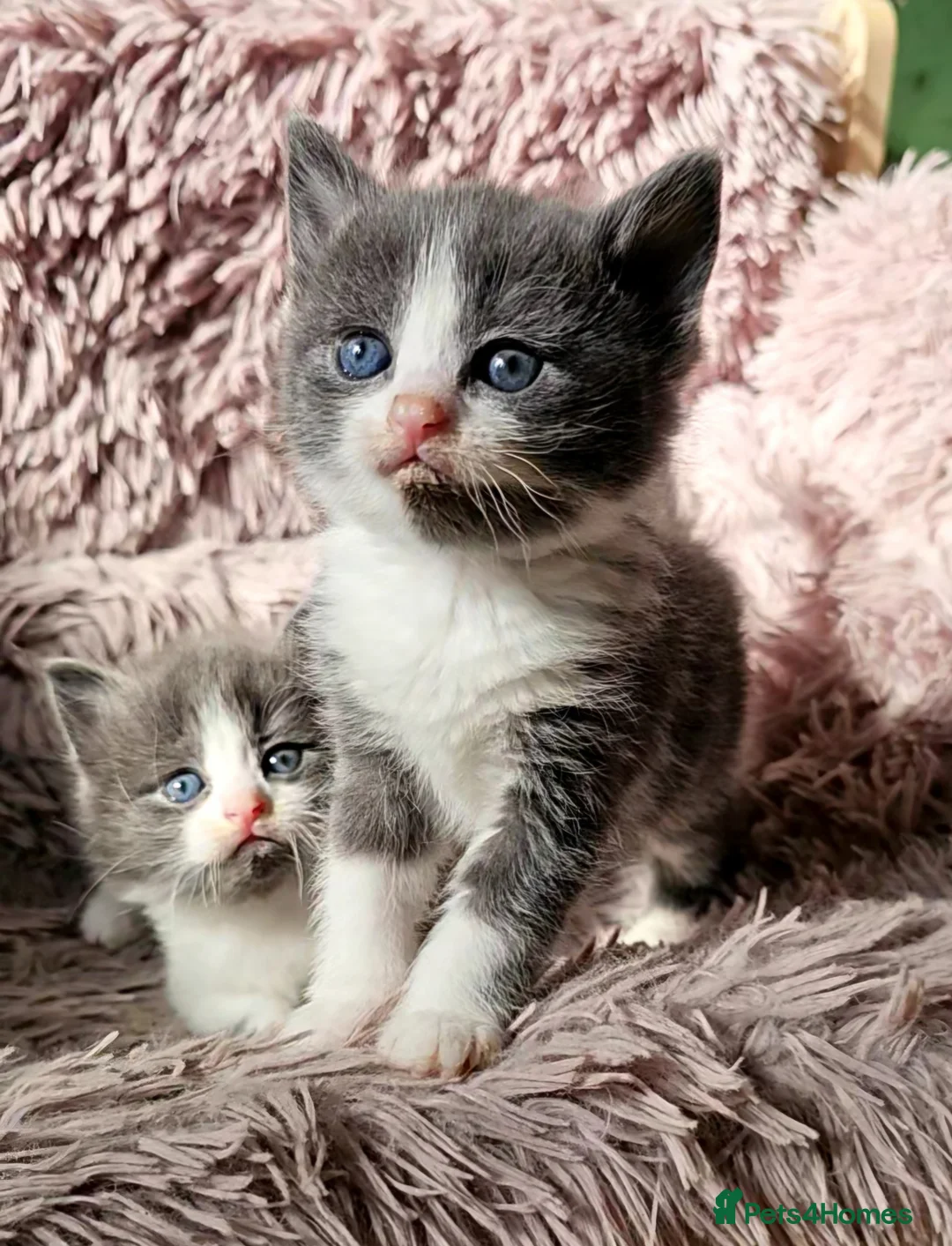 Ragdoll cats for sale: Ragdoll cross  - Advert 17