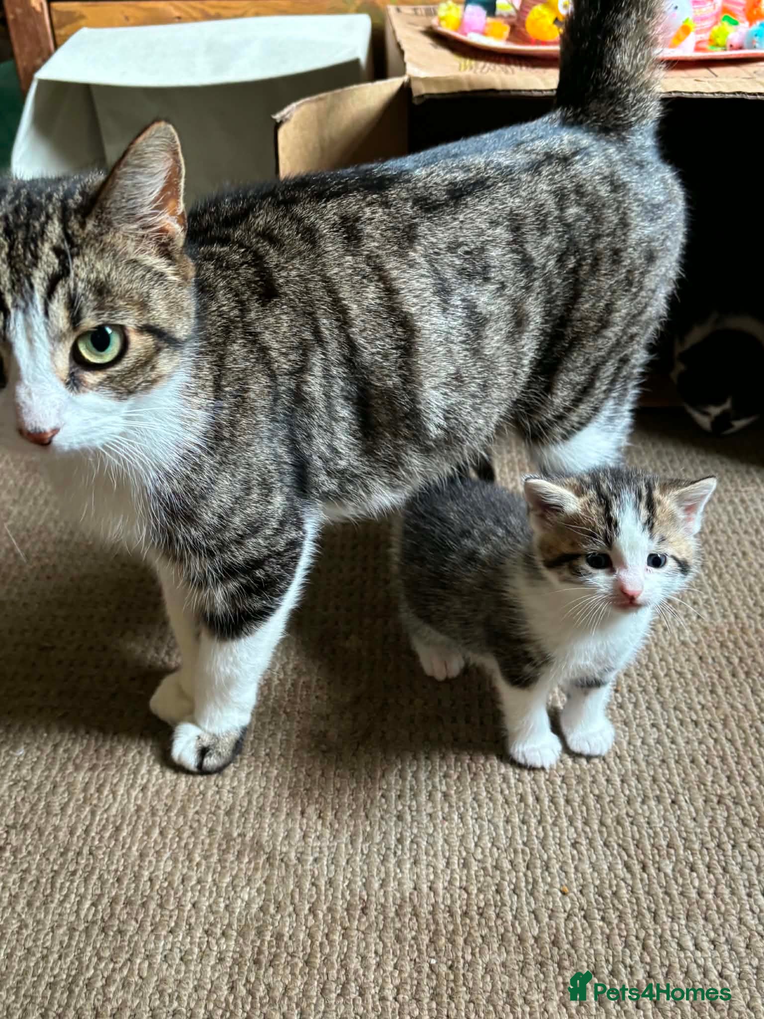 Mixed Breed cats for sale: Kittens for sale - Advert 5