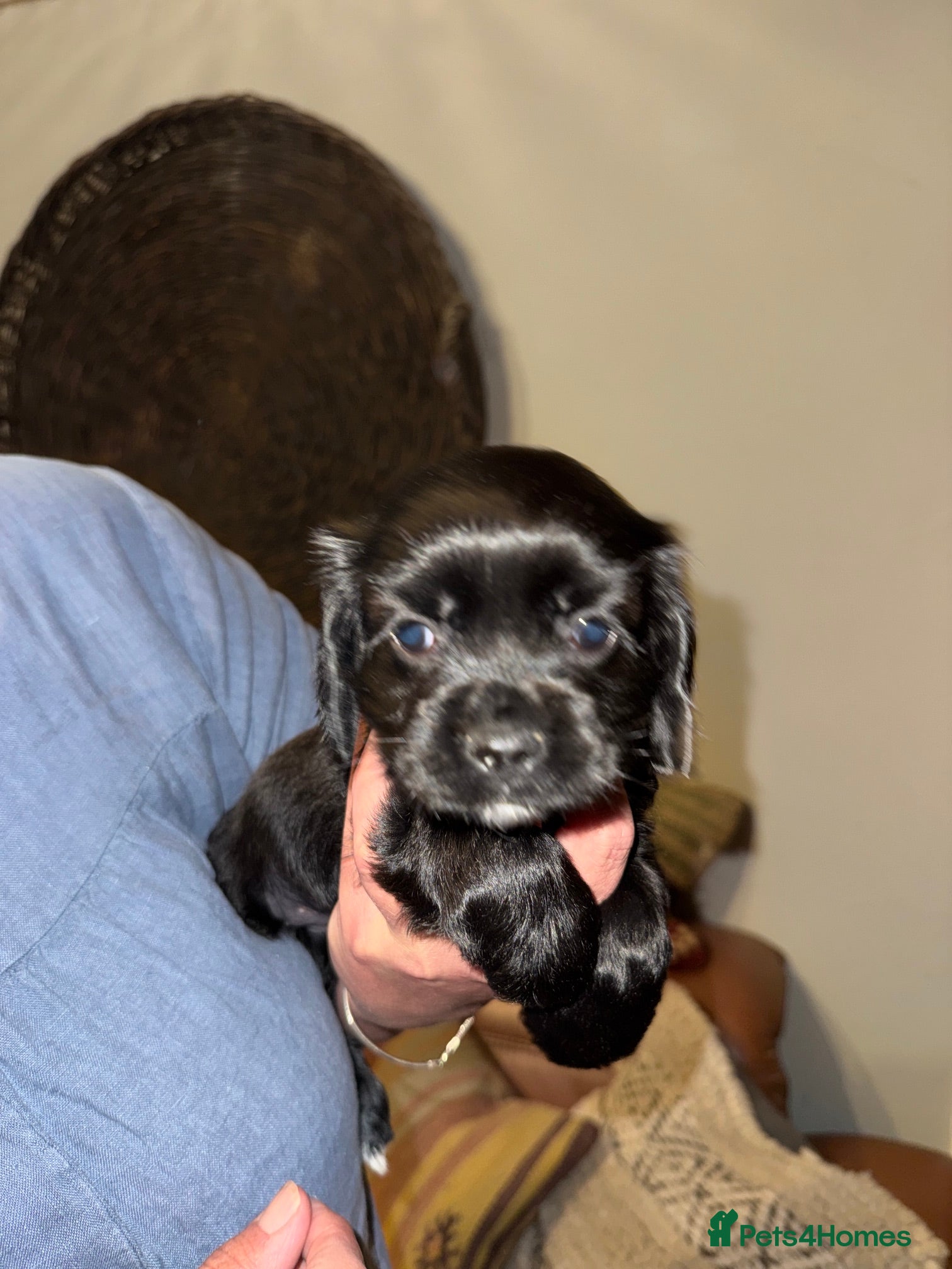 Mixed Breed dogs for sale: Stunning Colonial Cocker Spaniel Girls - Advert 3
