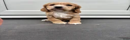 Cocker Spaniel dogs for sale: Stunning Litter Of Cocker Puppies for sale  in Penrith - Advert 5
