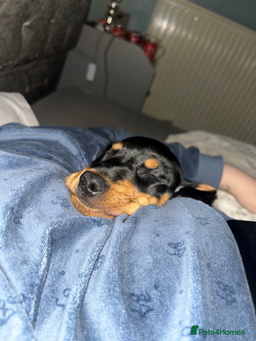 Mixed Breed dogs for sale: Ziggy 2 year old mini pincher - Advert 8