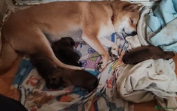 Japanese Shiba Inu dogs for sale: Shiba Inu Girls Puppies - Image 6