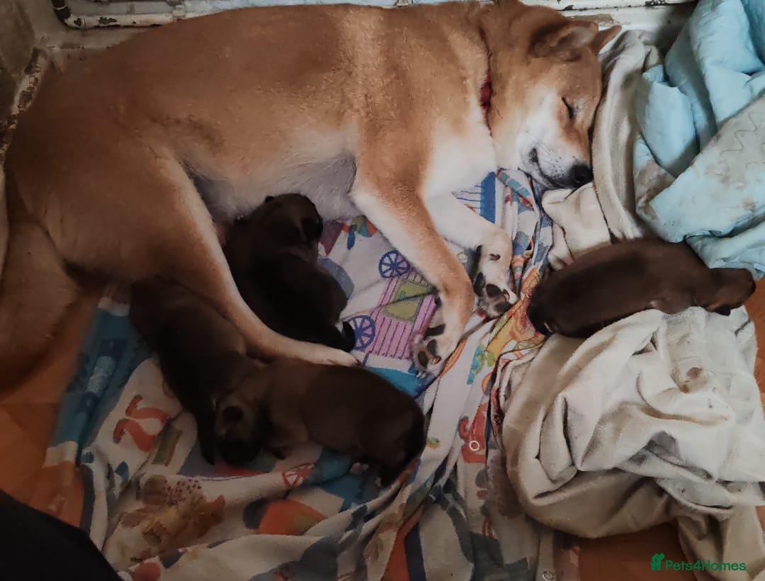 Japanese Shiba Inu dogs for sale: Shiba Inu Girls Puppies - Image 6