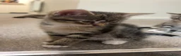 Mixed Breed cats for sale: Four beautiful tabby kittens - Advert 24