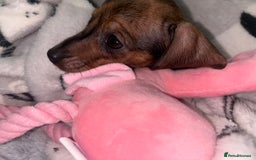 Miniature Dachshund dogs for sale: Beautiful baby puppy  - Image 2