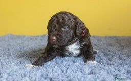 Lagotto Romagnolo dogs for sale: Lagotto Romagnolo Puppies - Pedigree KC Litter - Image 7