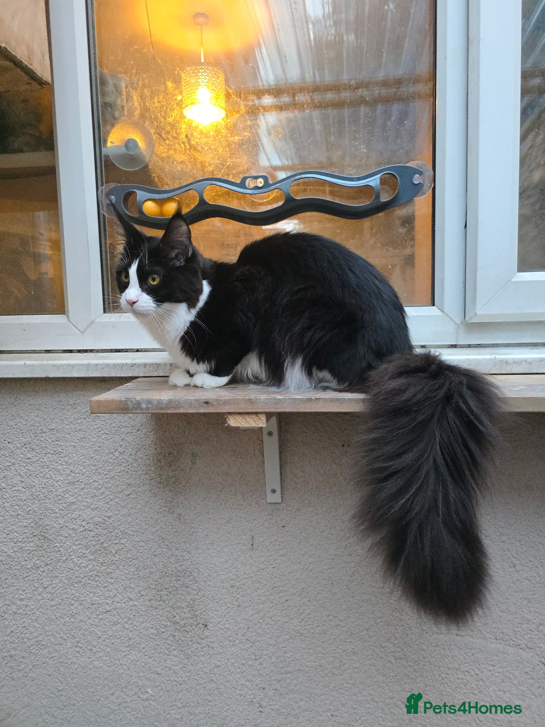 Maine Coon cats for sale: Stunning Active Adult Female Black Bicolor - Advert 8