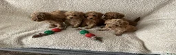 Toy Poodle dogs for sale: Apricot/red  - Advert 8