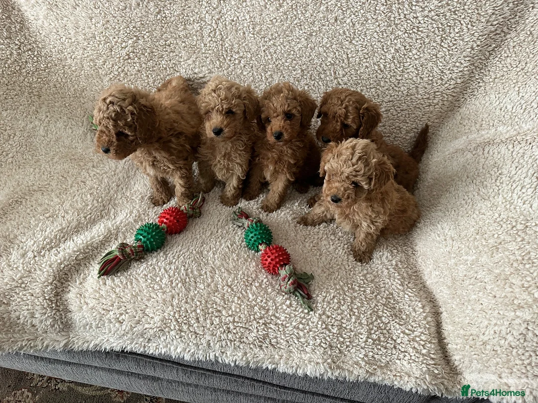Toy Poodle dogs for sale: Apricot/red  - Advert 8