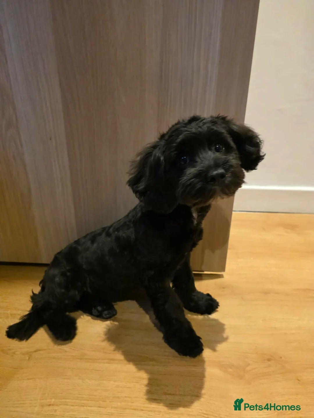Shihpoo dogs for sale: Beautiful Shihpoo in Leeds - Advert 6