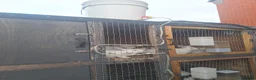 Mixed Breed rabbits for sale: COMPLETE MEAT RABBIT BREEDING COLONY & FULL SETUP - Advert 2