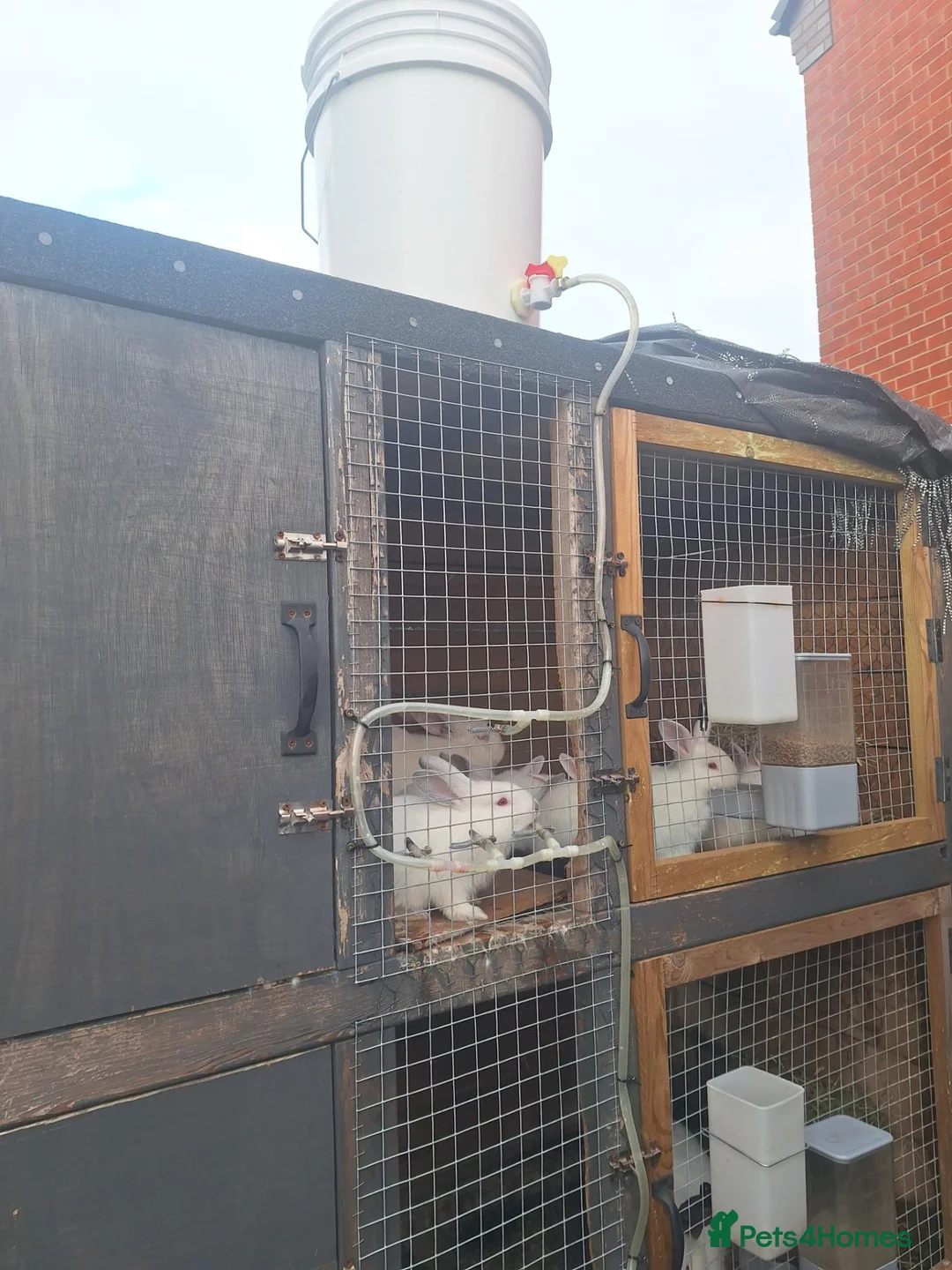 Mixed Breed rabbits for sale: COMPLETE MEAT RABBIT BREEDING COLONY & FULL SETUP - Advert 2