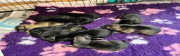 German Shepherd dogs for sale: Born 22nd! Waiting list for German Shepherd pups - Advert 12