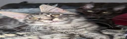 Maine Coon cats for sale: Tica registered mainecoons  - Advert 5